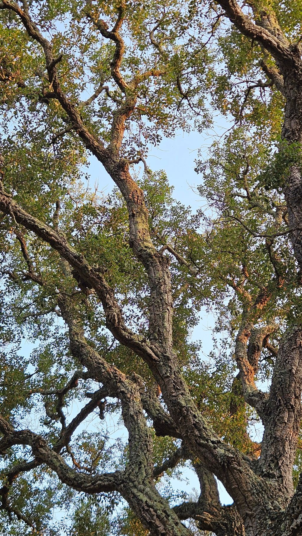 Blick nach oben auf die verschlungenen, knorrigen Äste eines Baumes mit grünen Blättern vor klarem Himmel.